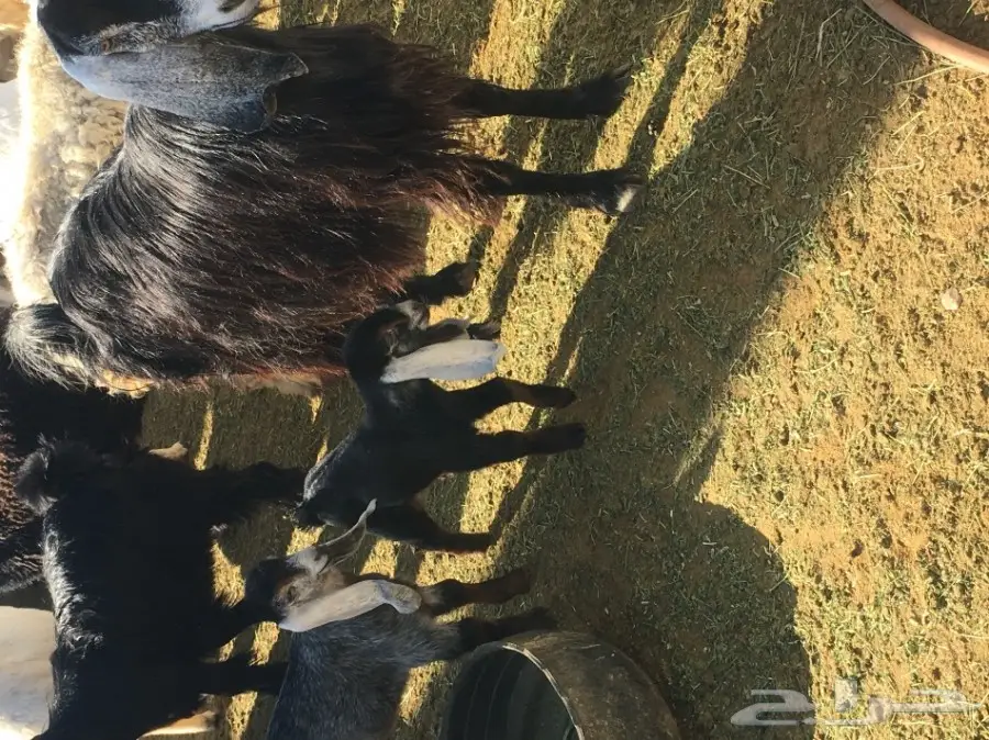 للبيع عنز معها 2 (image 2)