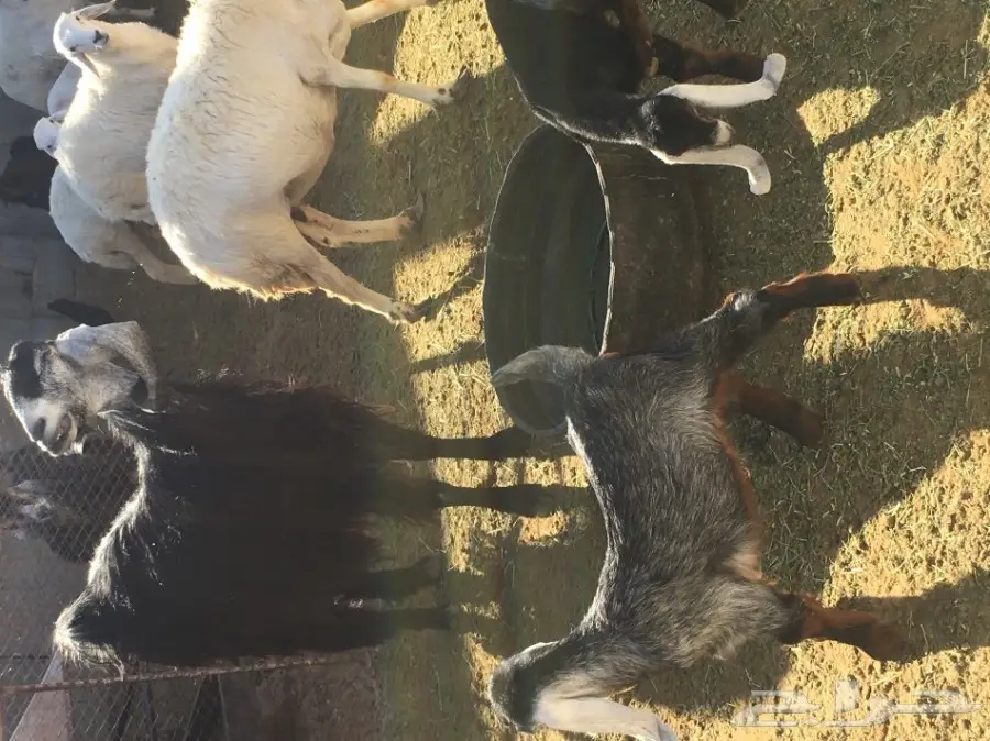 للبيع عنز معها 2 (image 3)