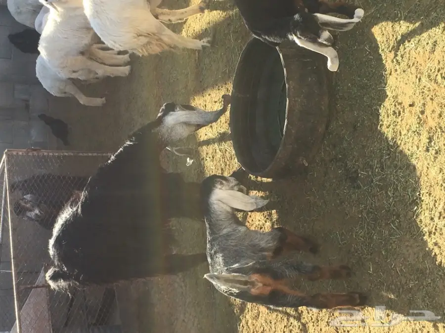 للبيع عنز معها 2 (image 4)