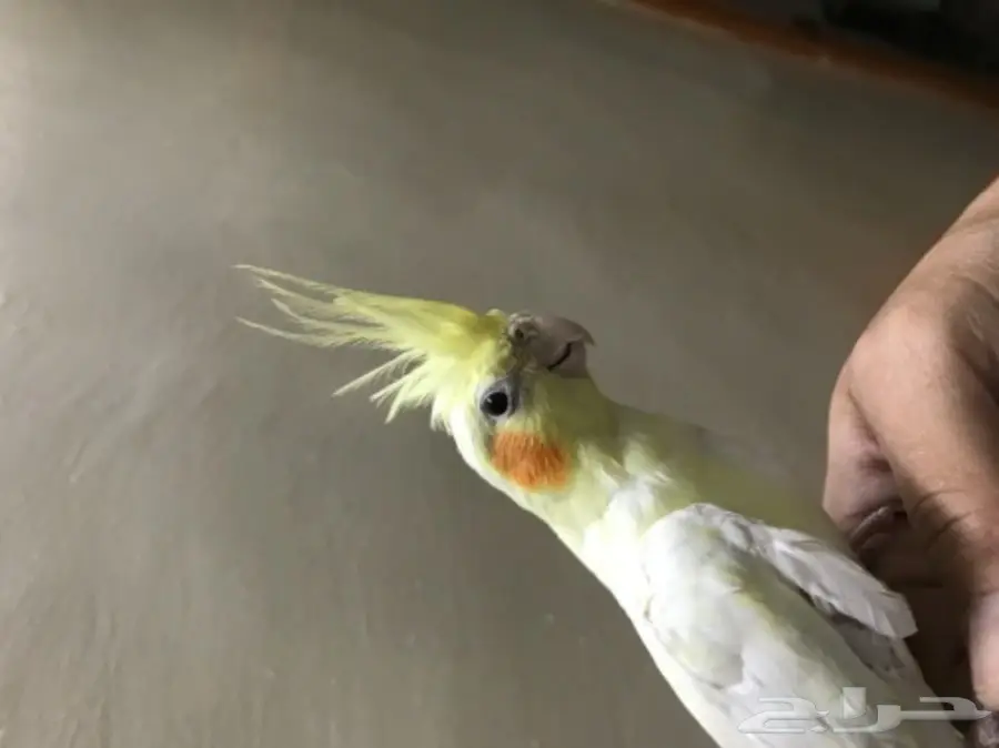 كروان للبيع اليف