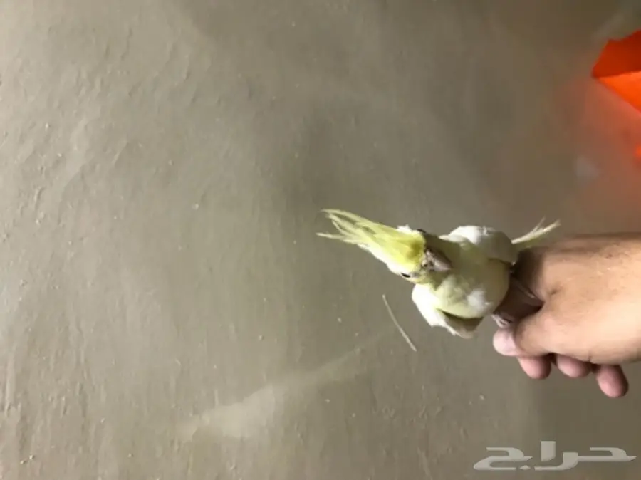 كروان للبيع اليف (image 1)