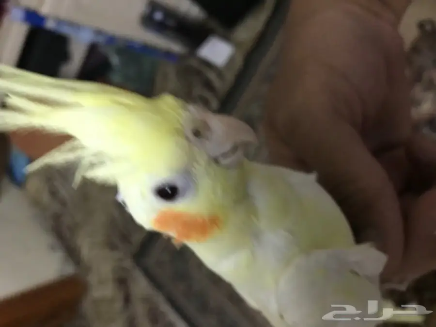 كروان للبيع اليف (image 4)