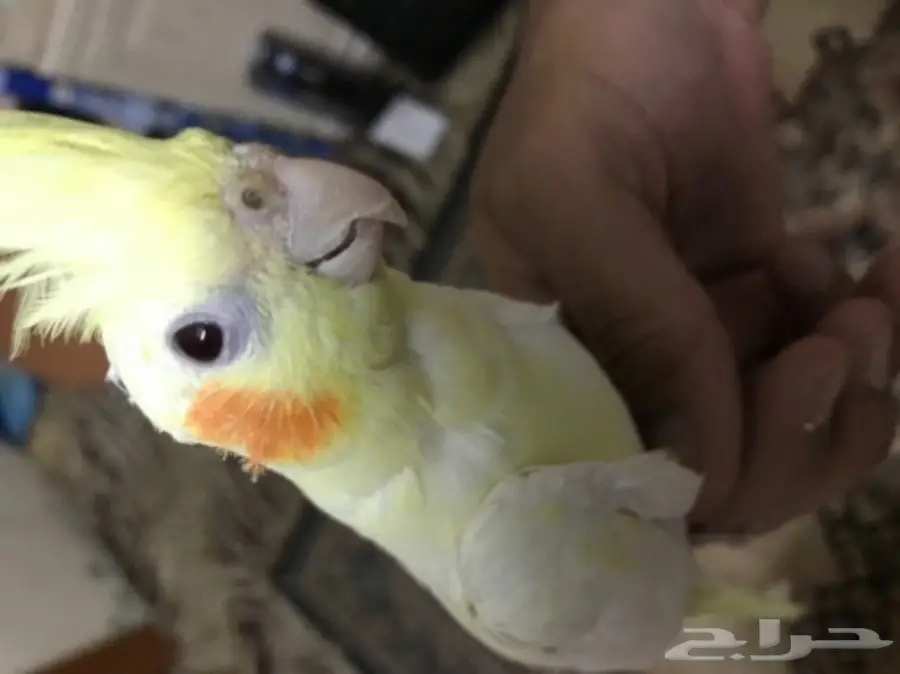 كروان للبيع اليف (image 5)