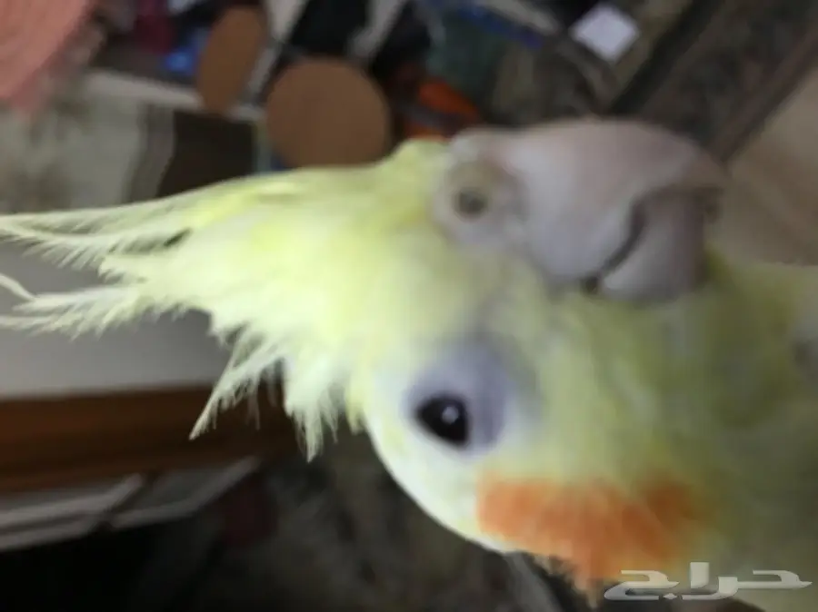 كروان للبيع اليف (image 6)