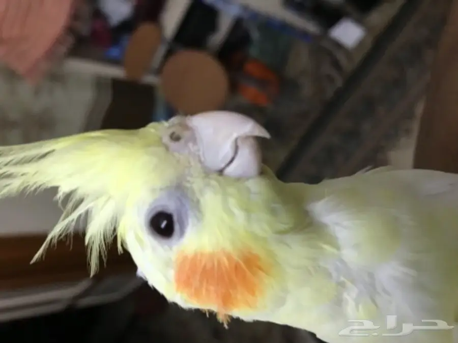 كروان للبيع اليف (image 7)