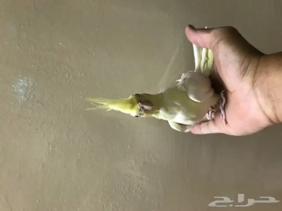 كروان للبيع اليف (image 8)