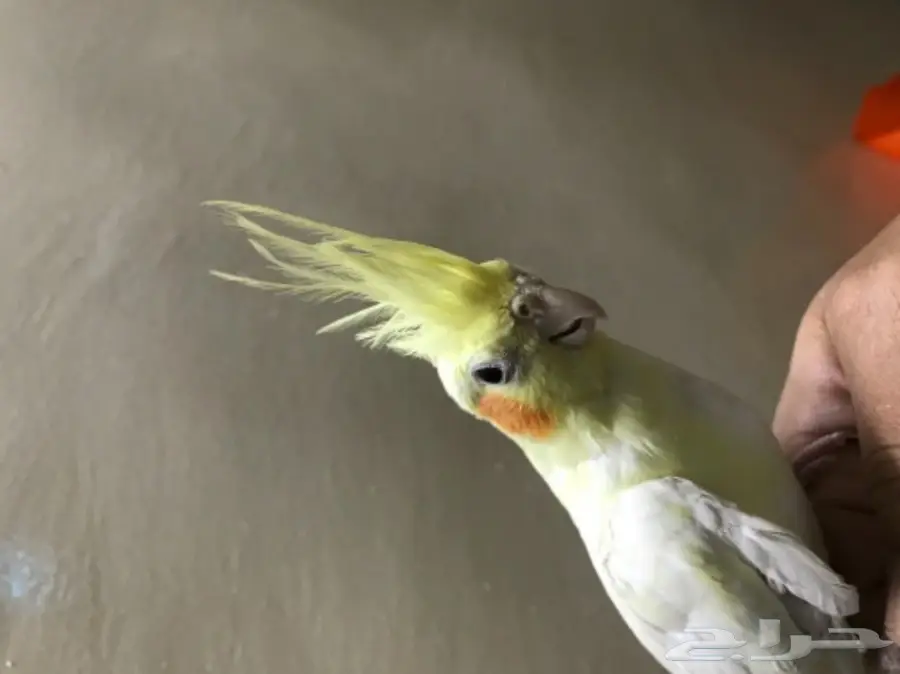 كروان للبيع اليف (image 9)