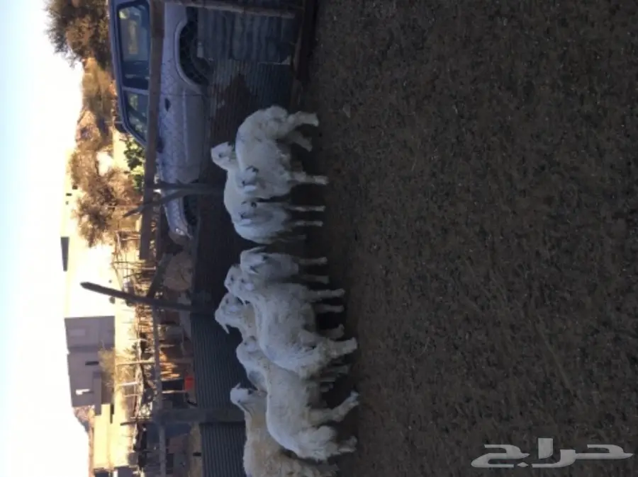 طليان للبيع شحم ونظافة