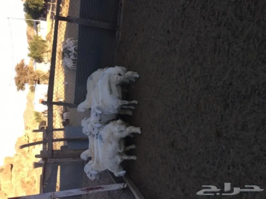 طليان للبيع شحم ونظافة (image 1)