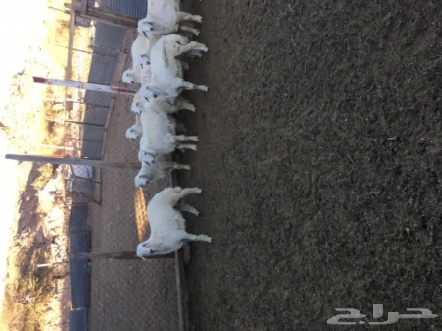 طليان للبيع شحم ونظافة (image 3)