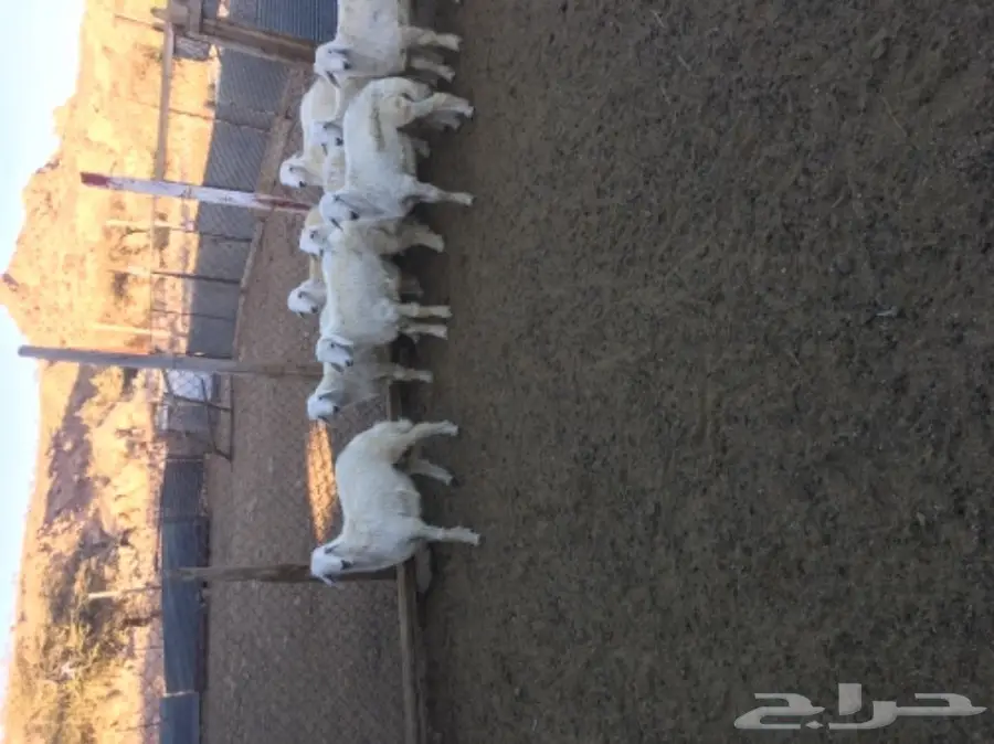 طليان للبيع شحم ونظافة (image 4)