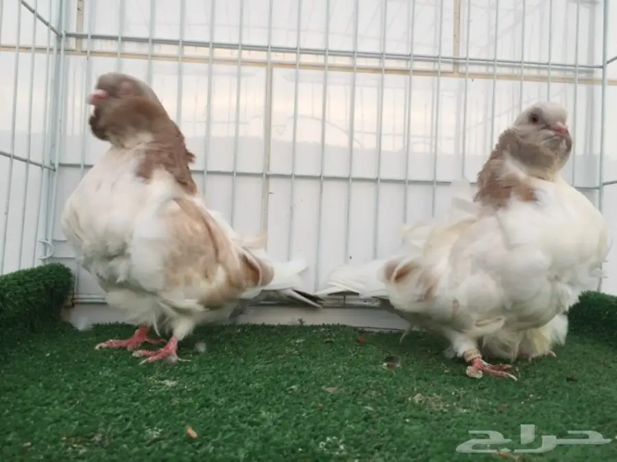 جوز كشكشي TOP