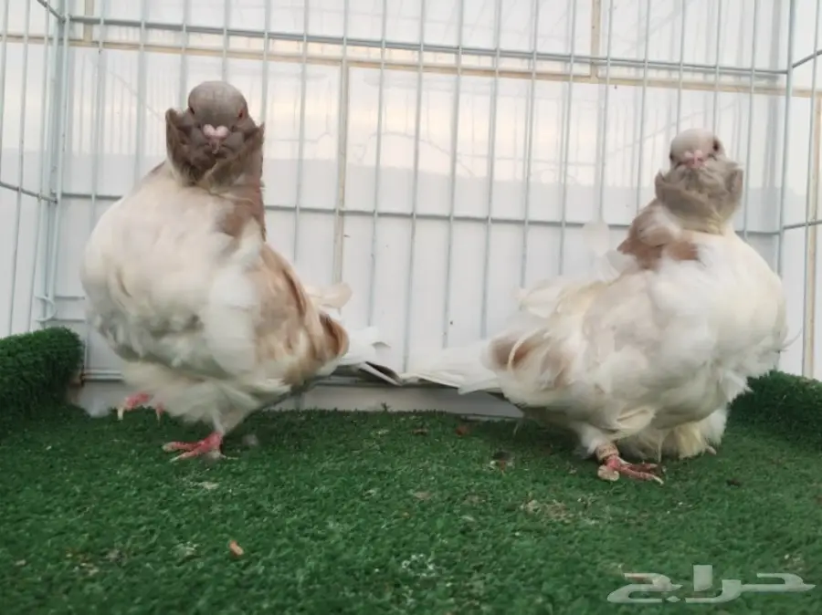 جوز كشكشي TOP (image 1)