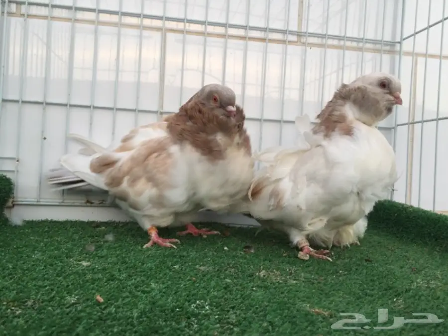 جوز كشكشي TOP (image 2)