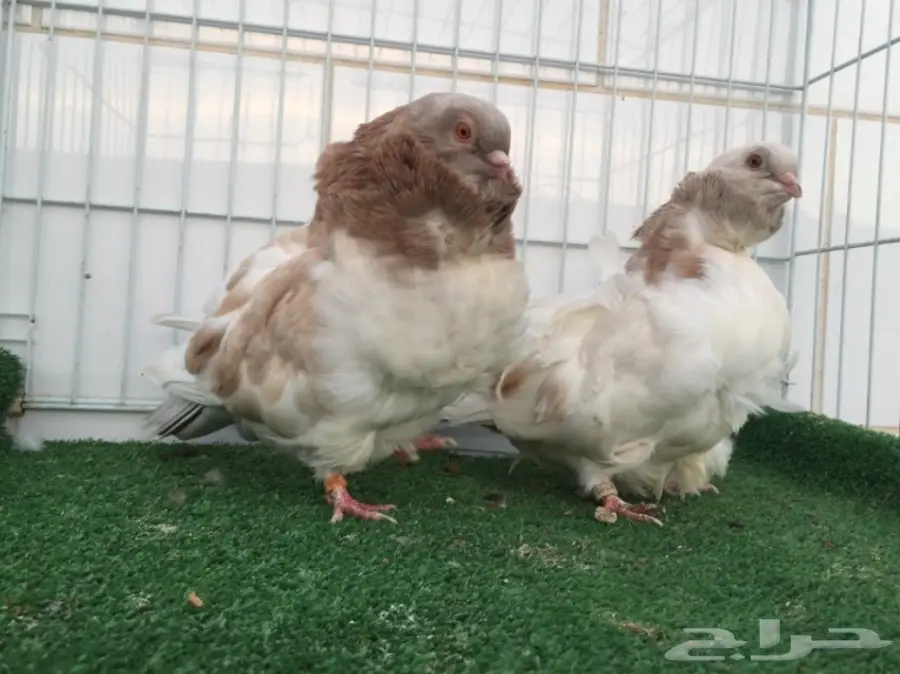 جوز كشكشي TOP (image 3)