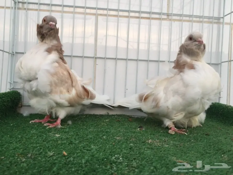 جوز كشكشي TOP (image 4)