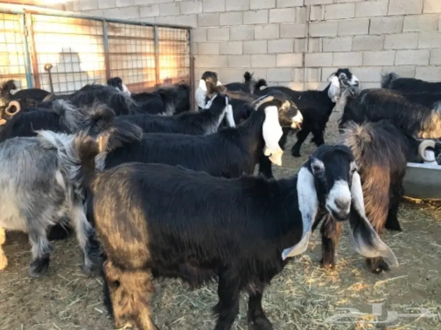 معزا عوارض (image 1)