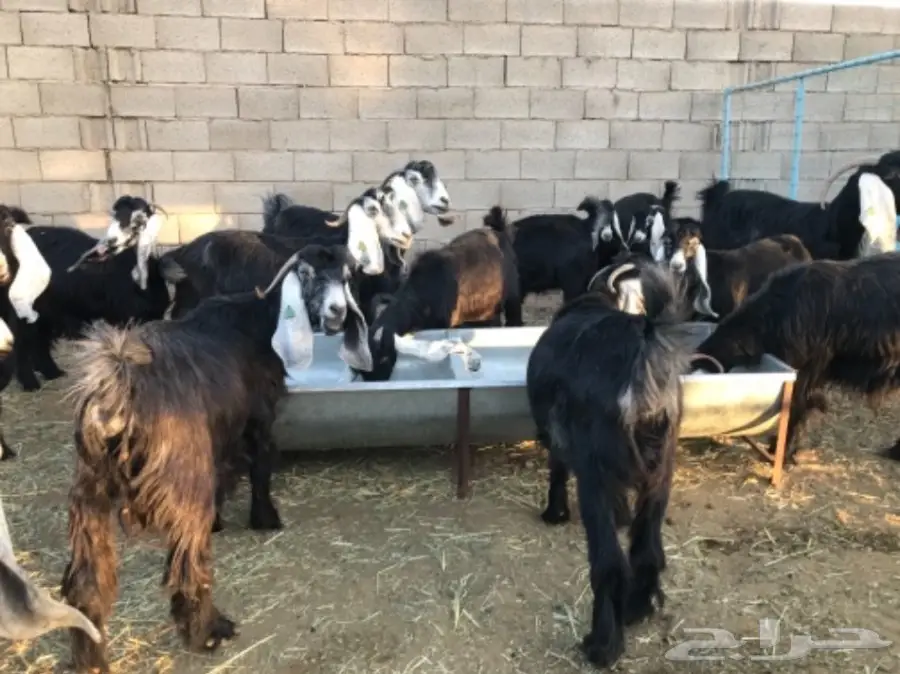 معزا عوارض (image 2)