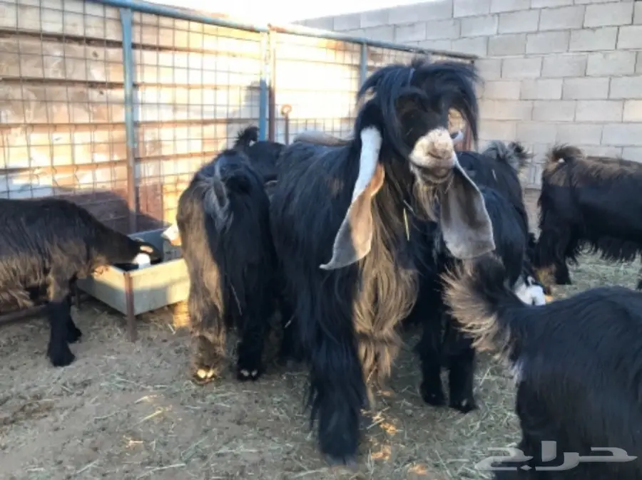 معزا عوارض (image 3)