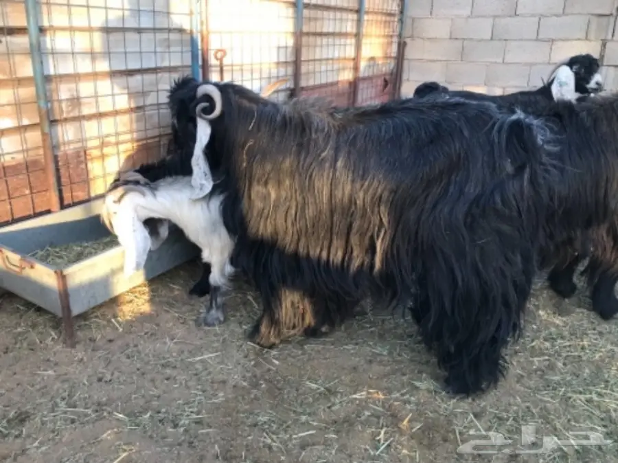 معزا عوارض (image 4)