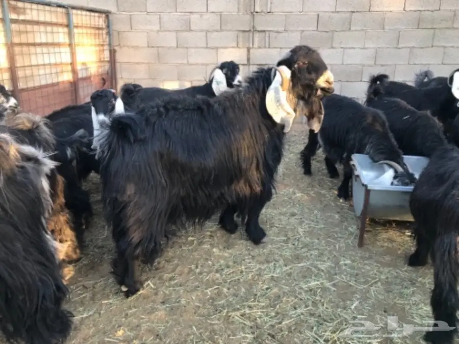 معزا عوارض (image 5)