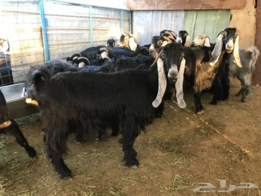 معزا عوارض (image 6)