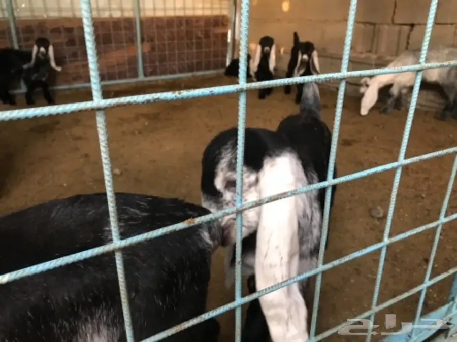 معزا عوارض (image 7)