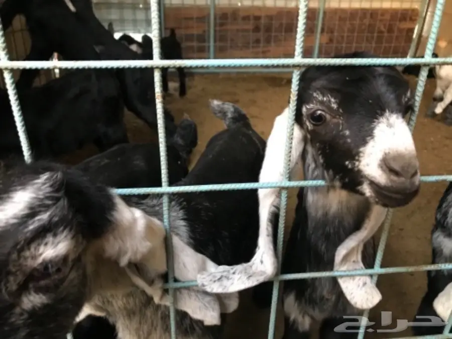 معزا عوارض (image 8)