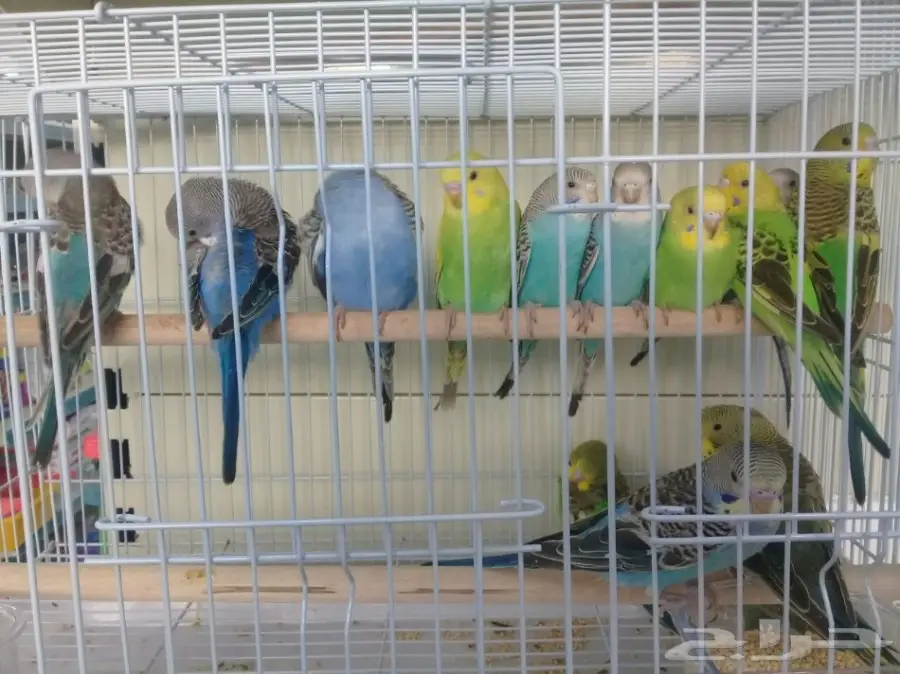 طيور الحب للبيع سعر الجوز 80 ريال محل نوادر  (image 2)