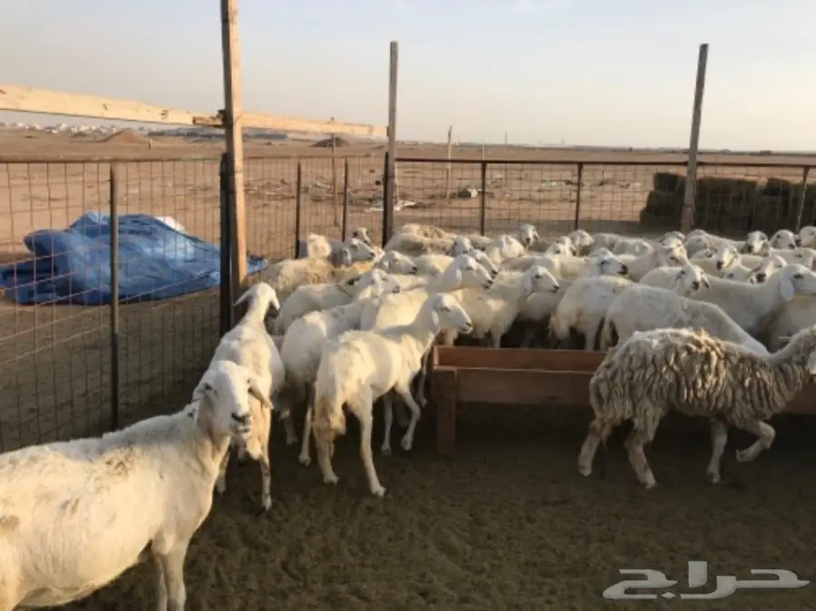 ضأن للبيع (image 1)