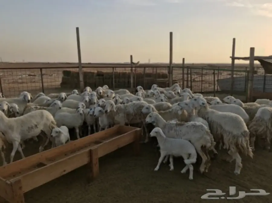 ضأن للبيع (image 2)