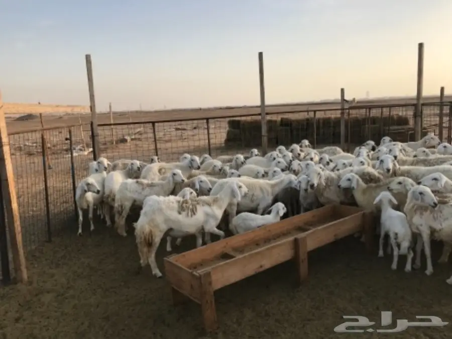 ضأن للبيع (image 3)