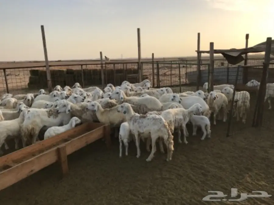 ضأن للبيع (image 4)