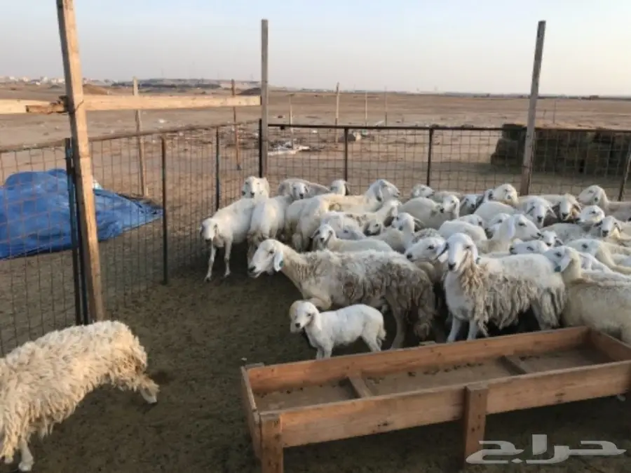 ضأن للبيع (image 5)