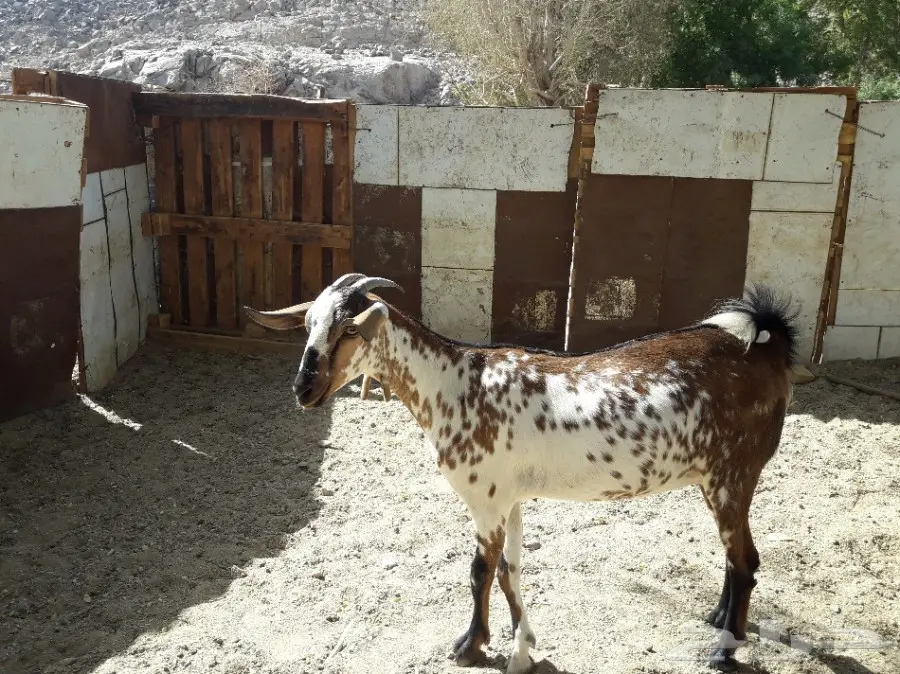 جفرة جنوبية شحم (image 6)