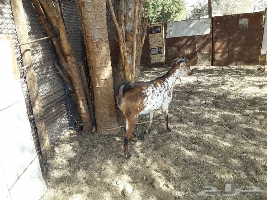 جفرة جنوبية شحم (image 10)