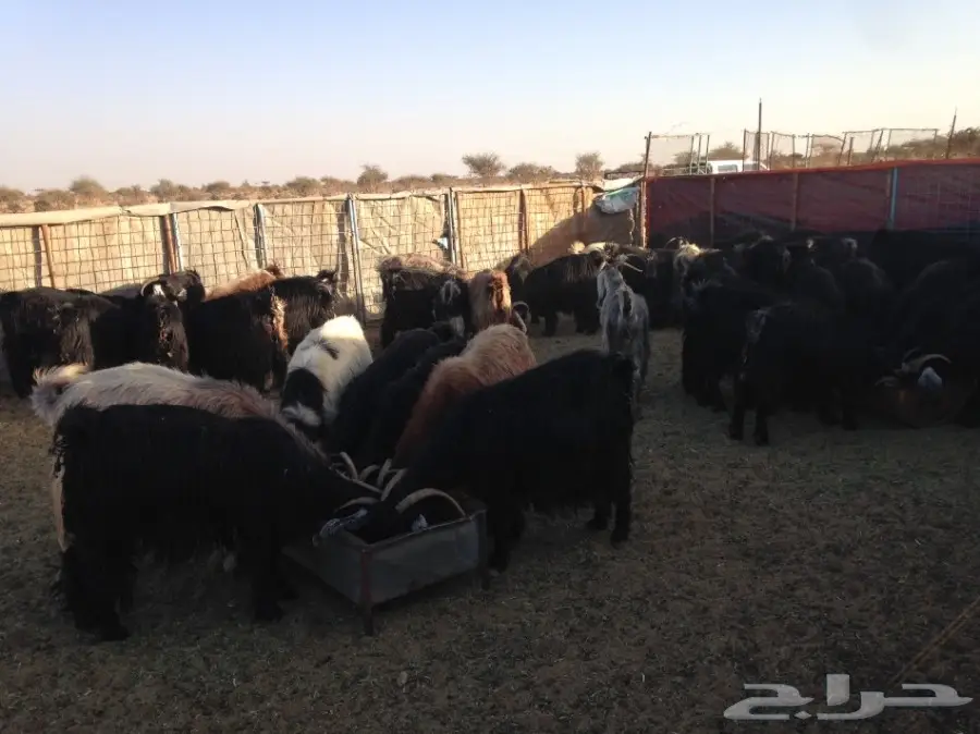 معزاء خلفات 