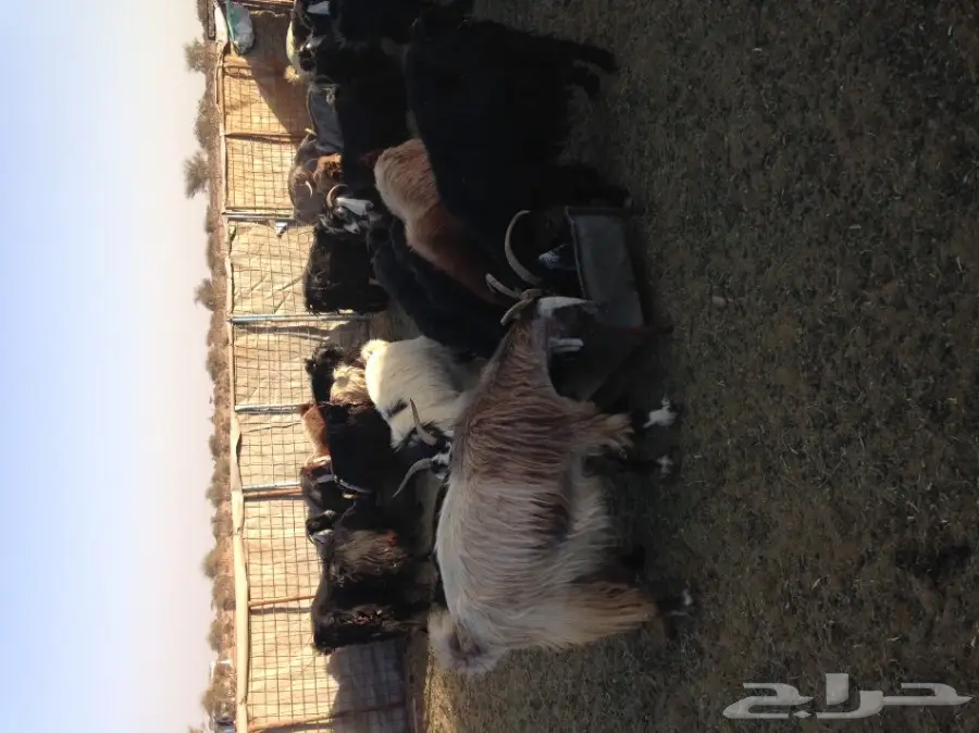 معزاء خلفات  (image 1)