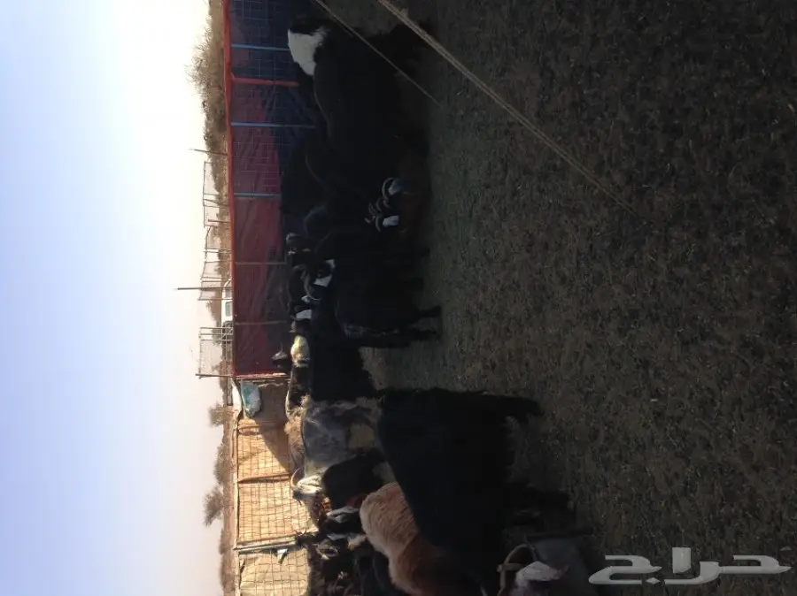 معزاء خلفات  (image 2)