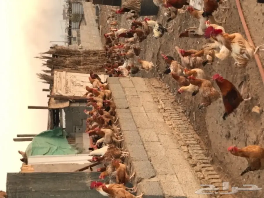 دجاج بلدي  (image 1)