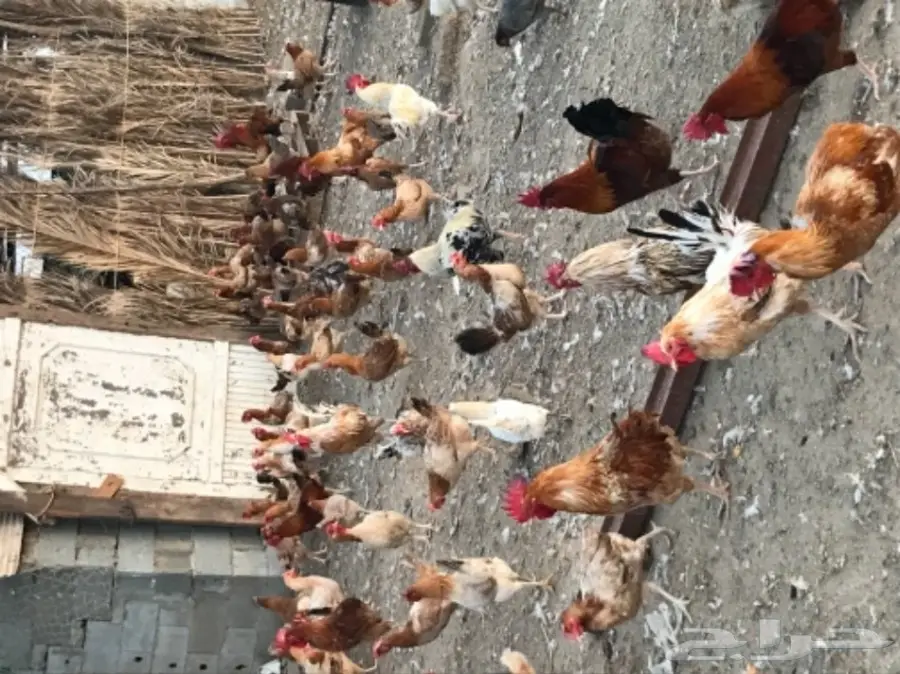 دجاج بلدي  (image 2)