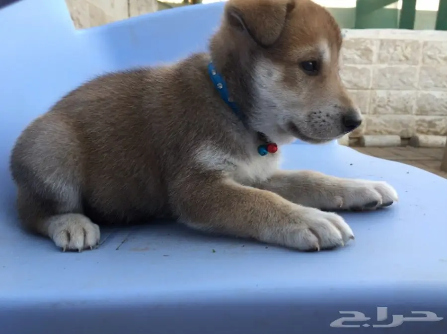 كلب هجين بين هاسكي وجيرمن