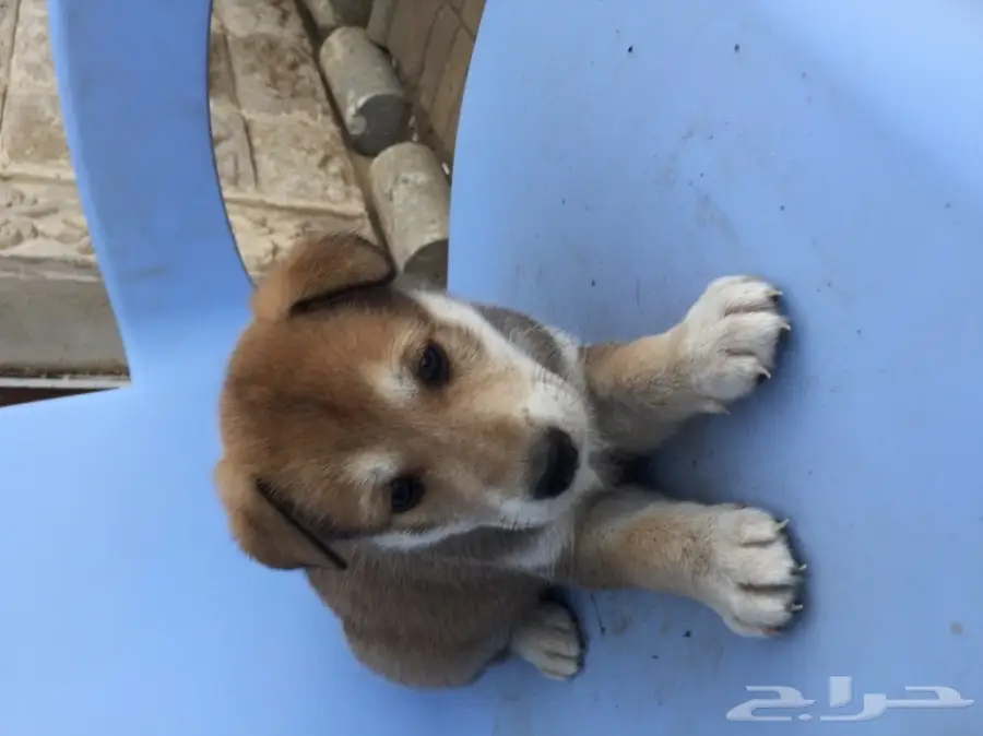 كلب هجين بين هاسكي وجيرمن (image 1)