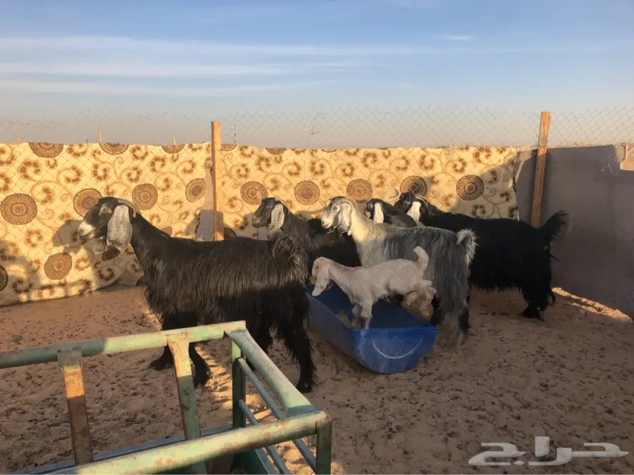 معزا (image 2)