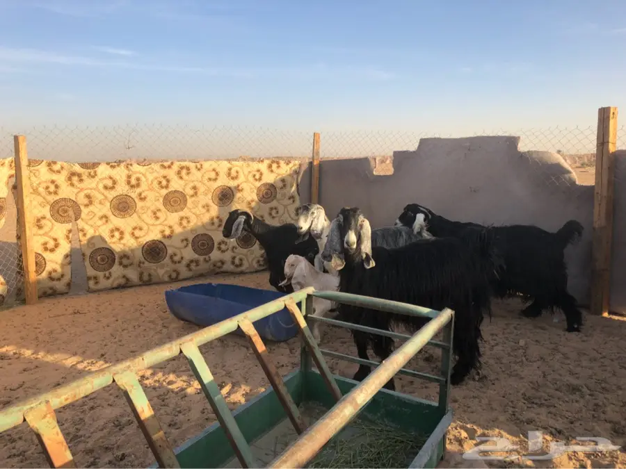 معزا (image 3)