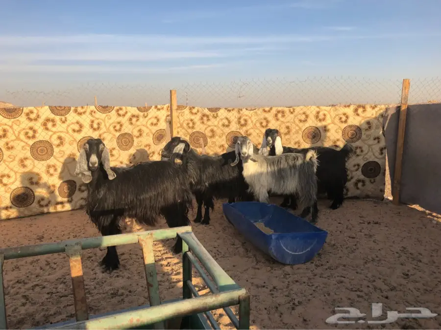 معزا (image 1)