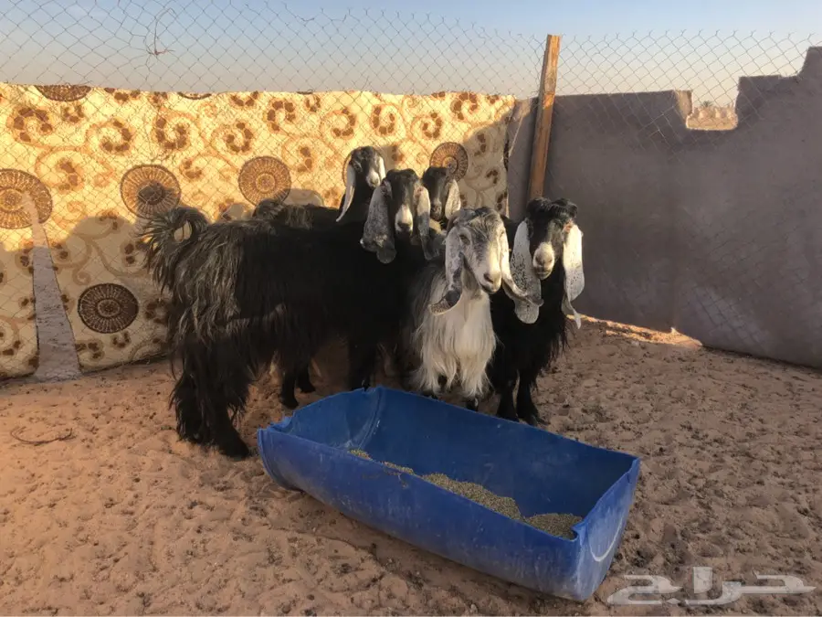 معزا (image 4)