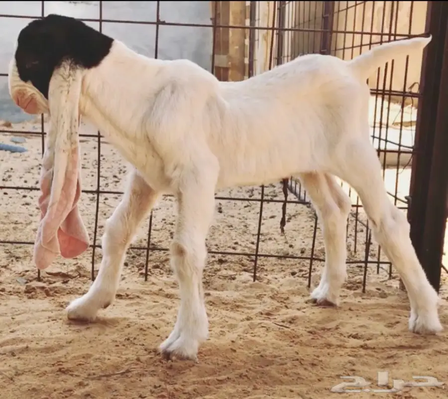 مشروع فحل فاخر (image 1)