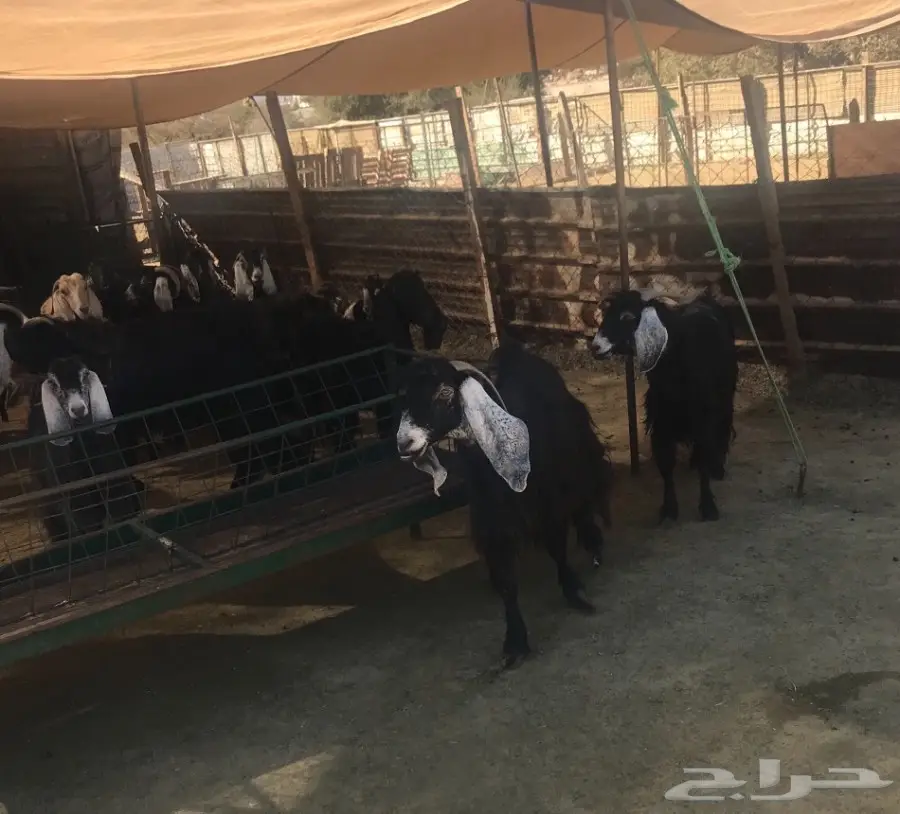 معزا مشاكيل بفحلها (image 1)