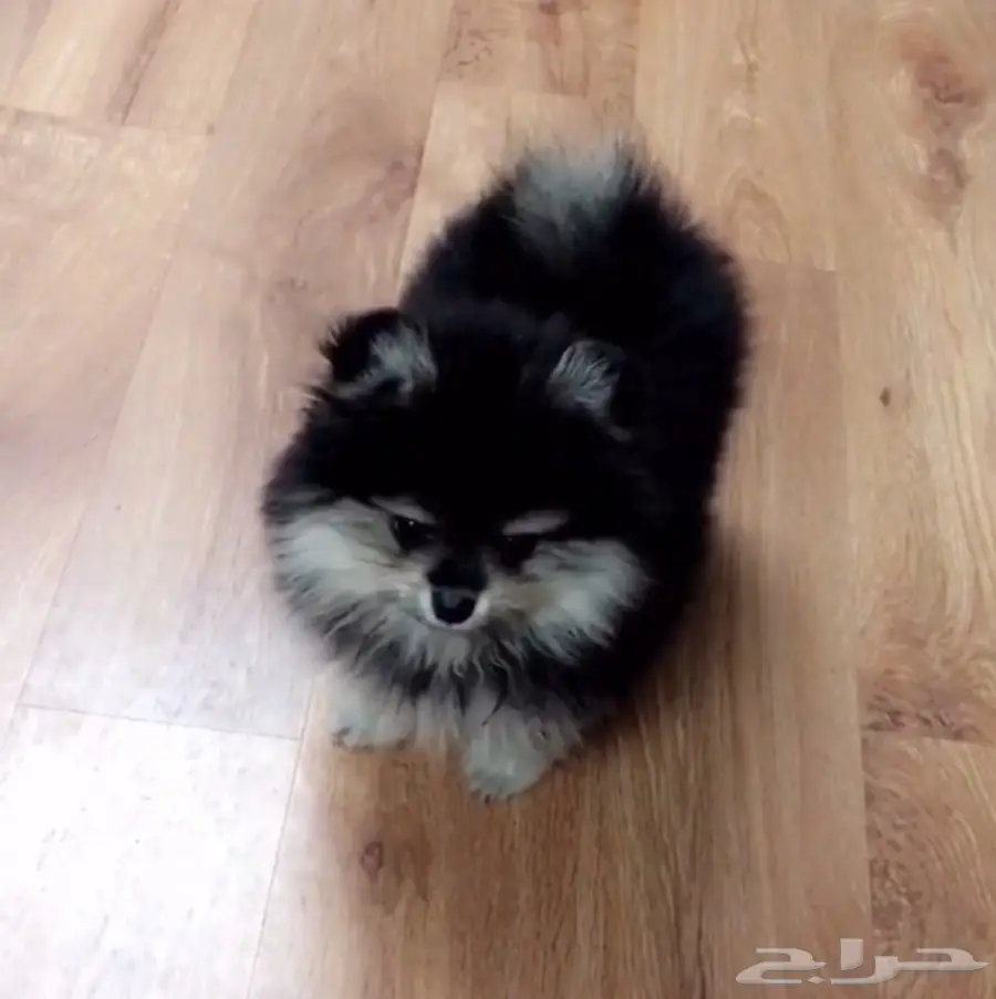 كلب بومرنيان ذكر 